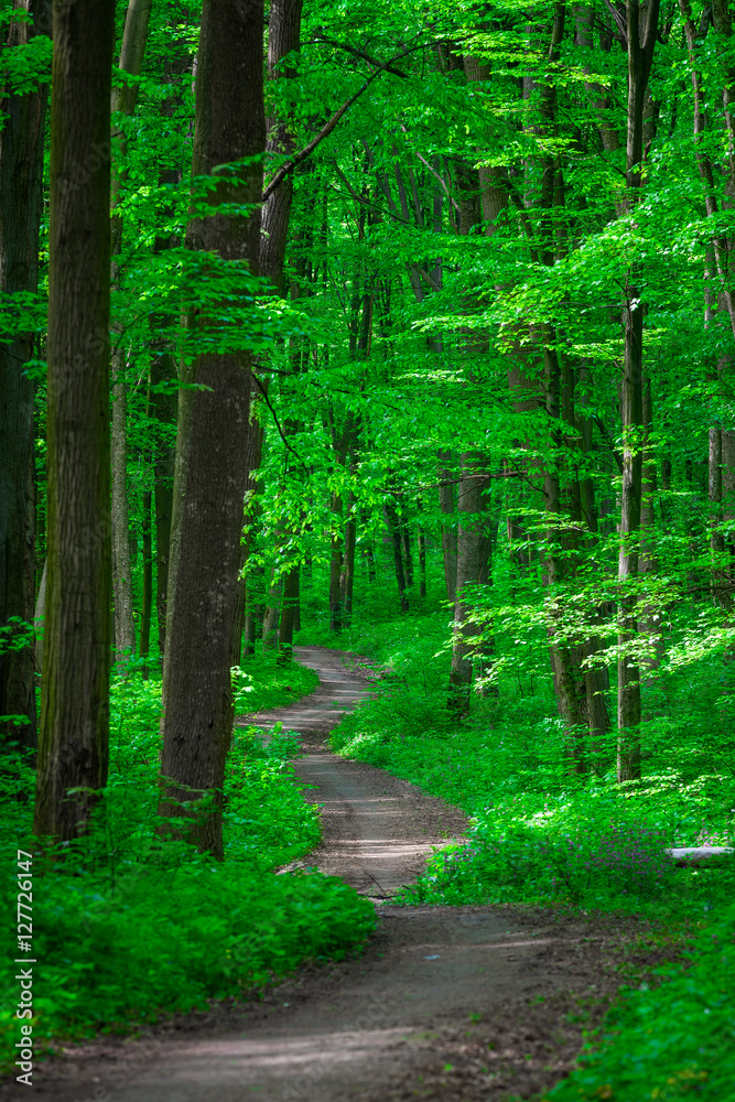 beautiful green forest