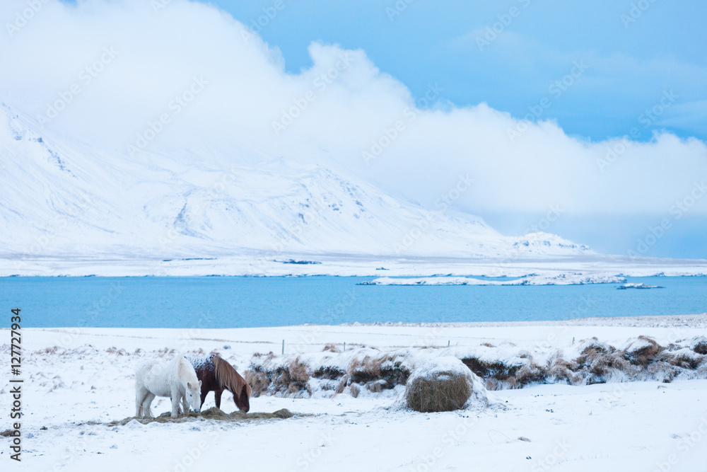 冰岛，雪地里的冬季牧场上的冰岛马。