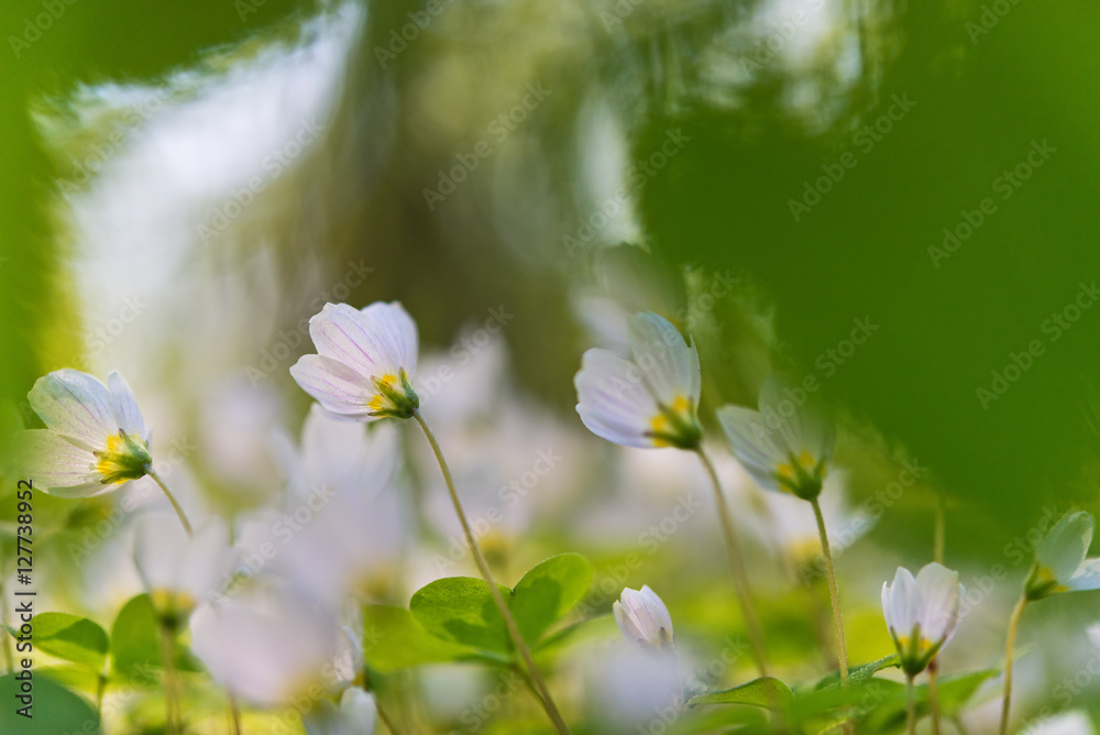 温和的花卉背景，浅景深的野花——公牛