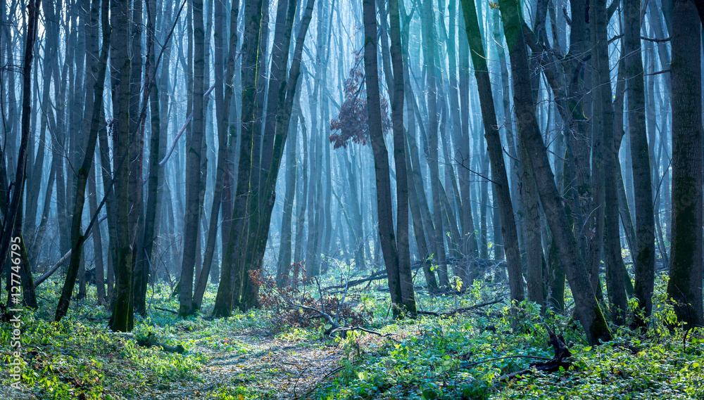 landscape in autumn forest