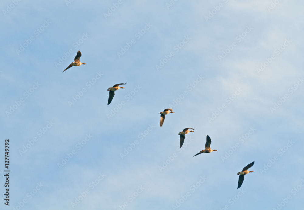 Geese flying in  chain one after another.