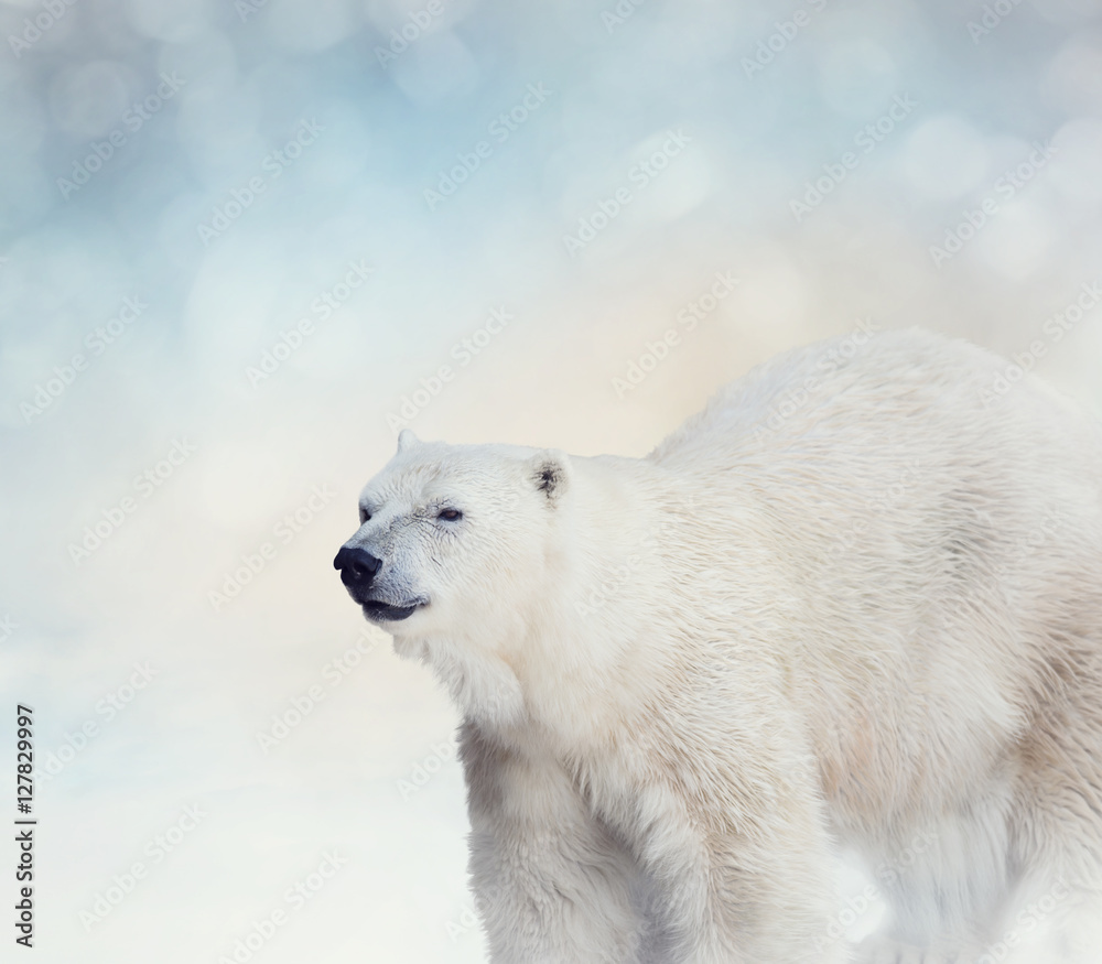 Polar Bear on the Snow