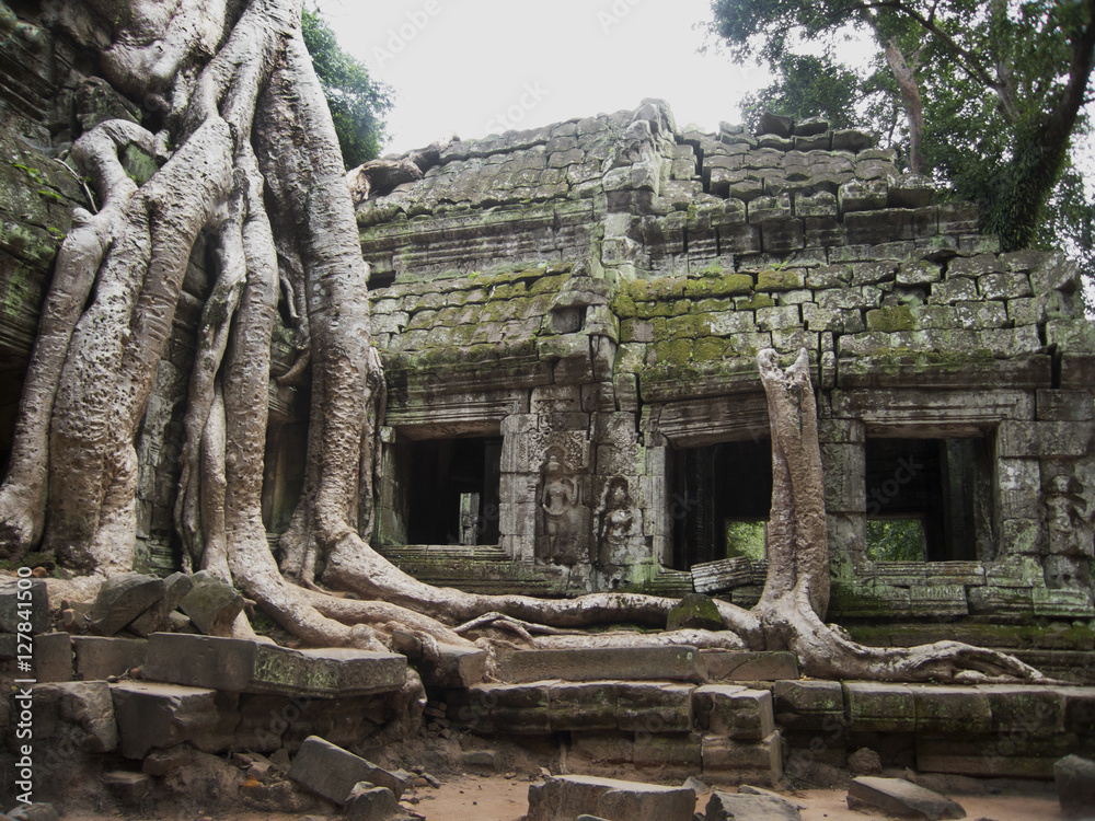 柬埔寨-Ta Prohm Trees