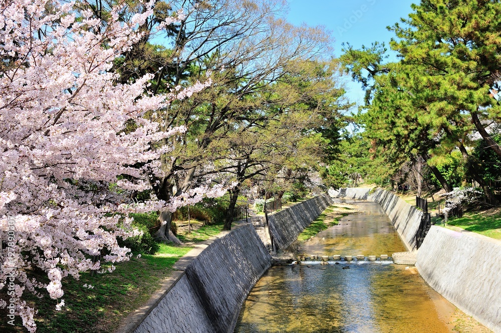 夙川公園の桜