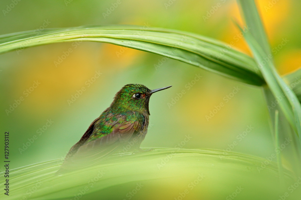 Tyrian metaltail，Metallora tyrianthina districta，哥伦比亚稀有蜂鸟。美丽的小鸟