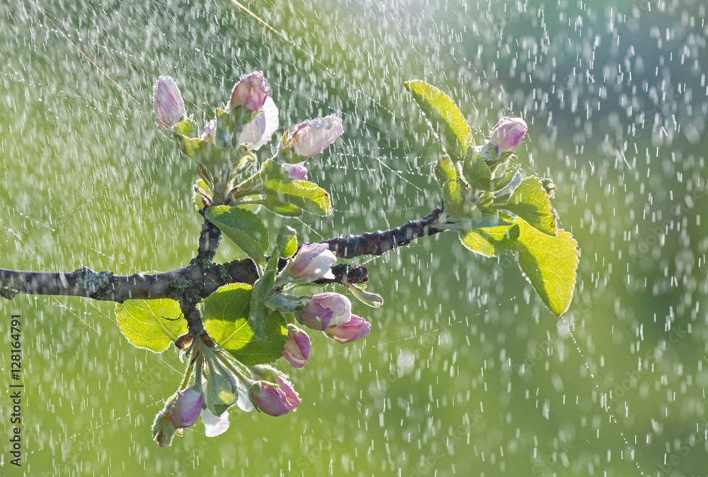 雨水中，苹果的枝条在蛛网中绽放。