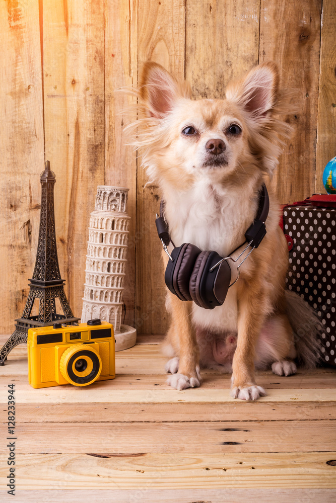 cute brown color chihuahua dog with travel concept ,travel stuff