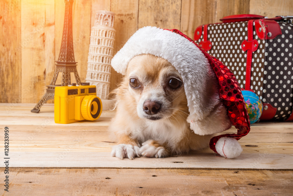 cute brown color chihuahua dog with christmas concept ,travel st