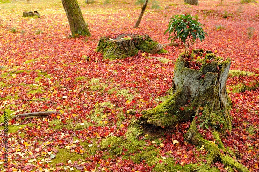 紅葉の落葉と切株 