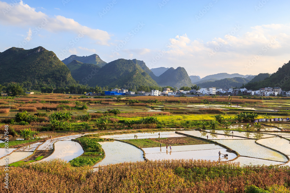 Rice Farm Land and village