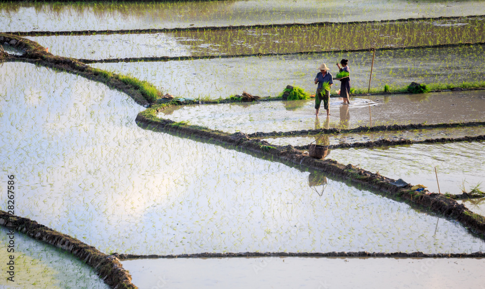 Rice farming in China