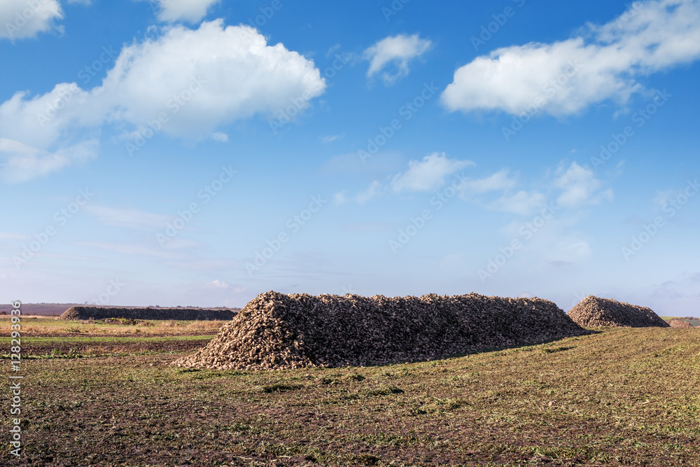 sugarbeet