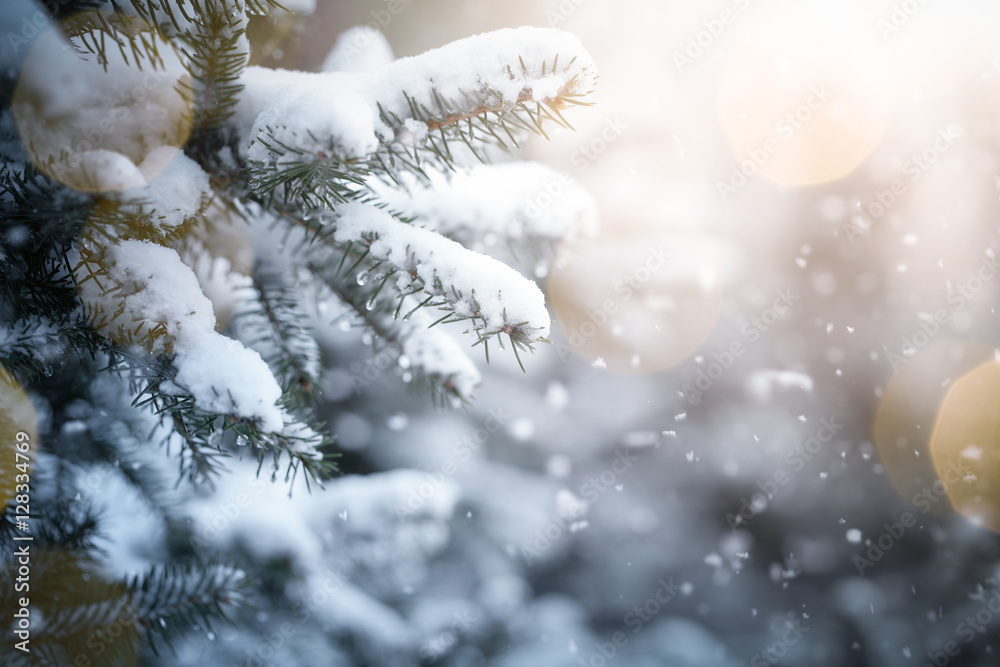 雪上的冷杉树枝