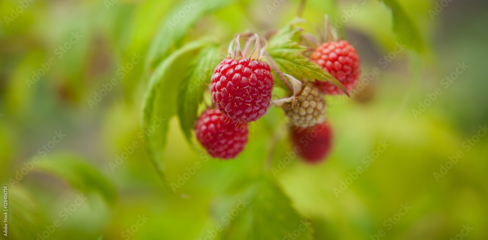 raspberry