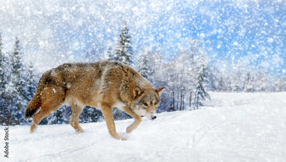 Wolf winter in nature