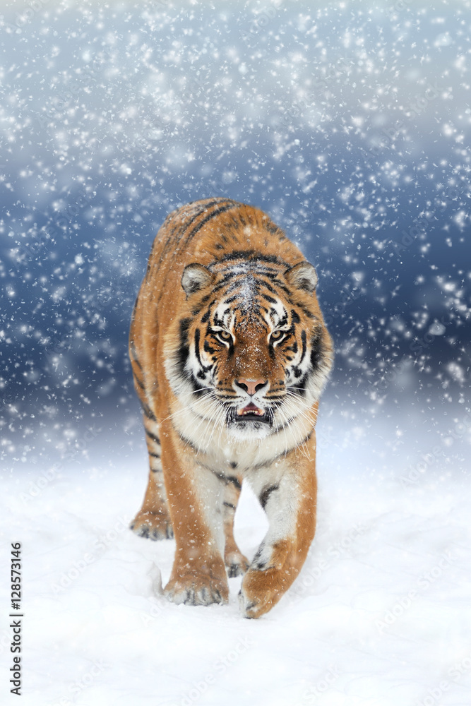 Wild siberian tiger