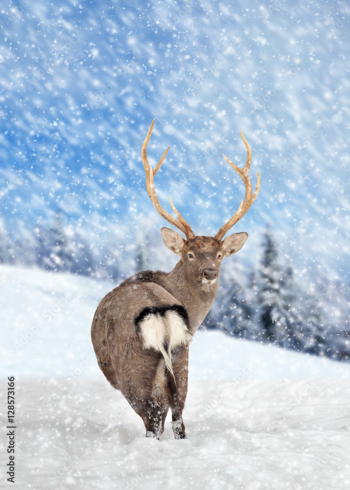 Deer in winter forest