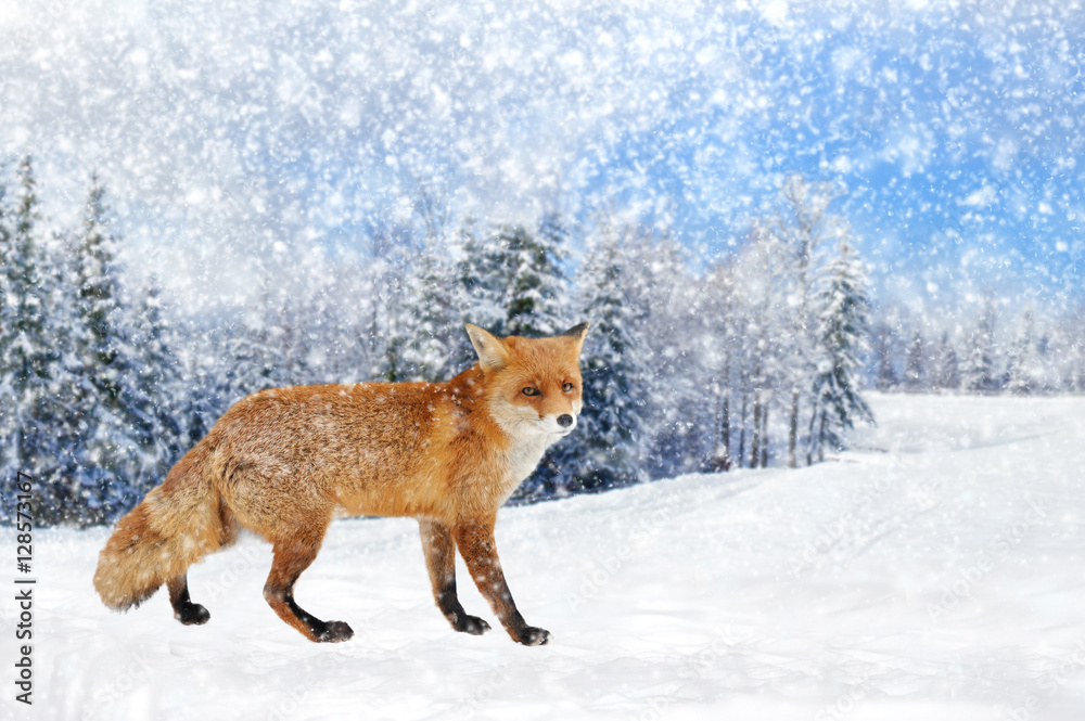 Fox portrait in nature