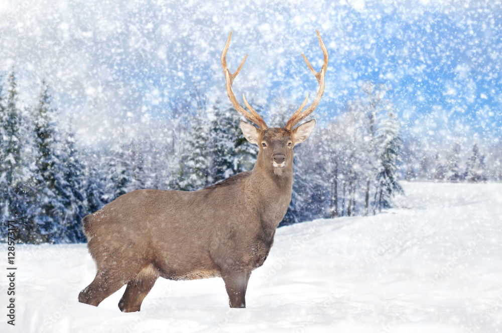 Deer in winter forest