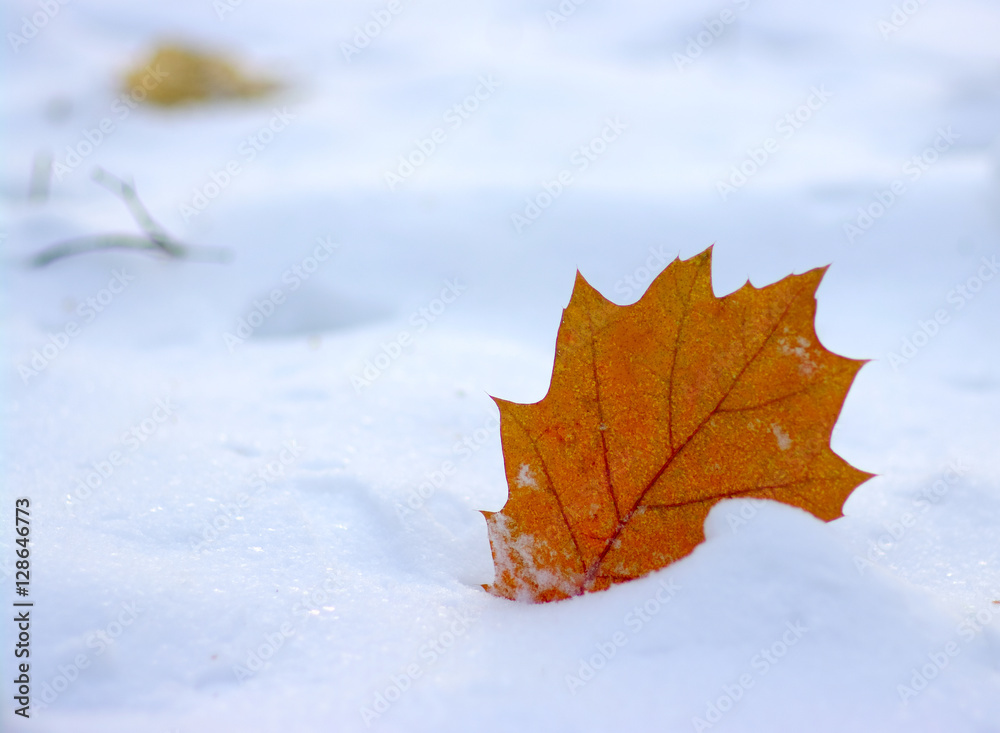 雪中黄叶