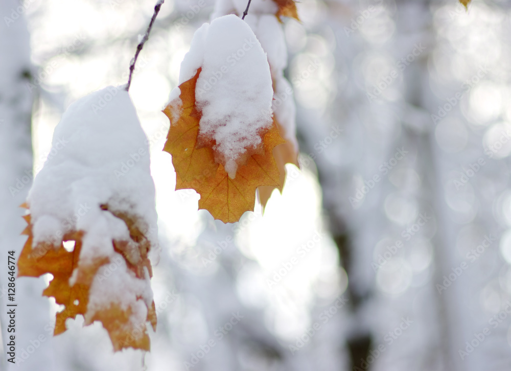 雪中黄叶