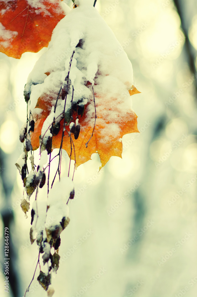 Yellow leaves in snow