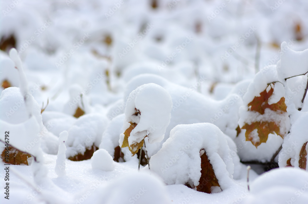 Yellow leaves in snow