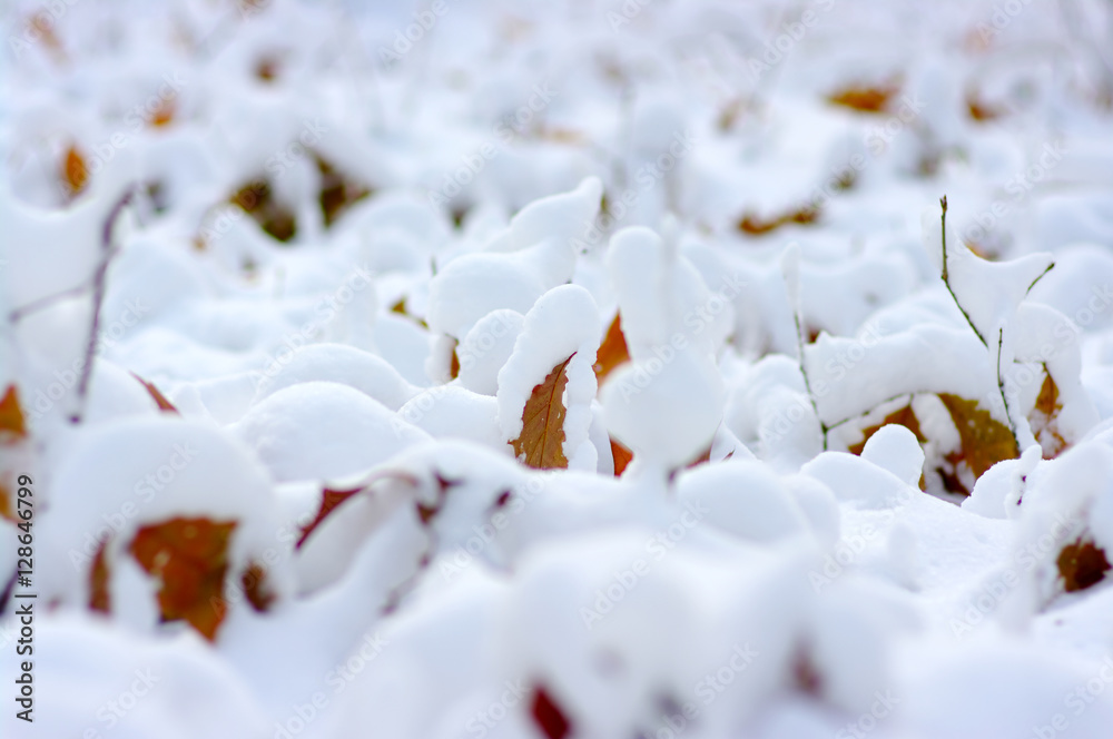 雪中黄叶