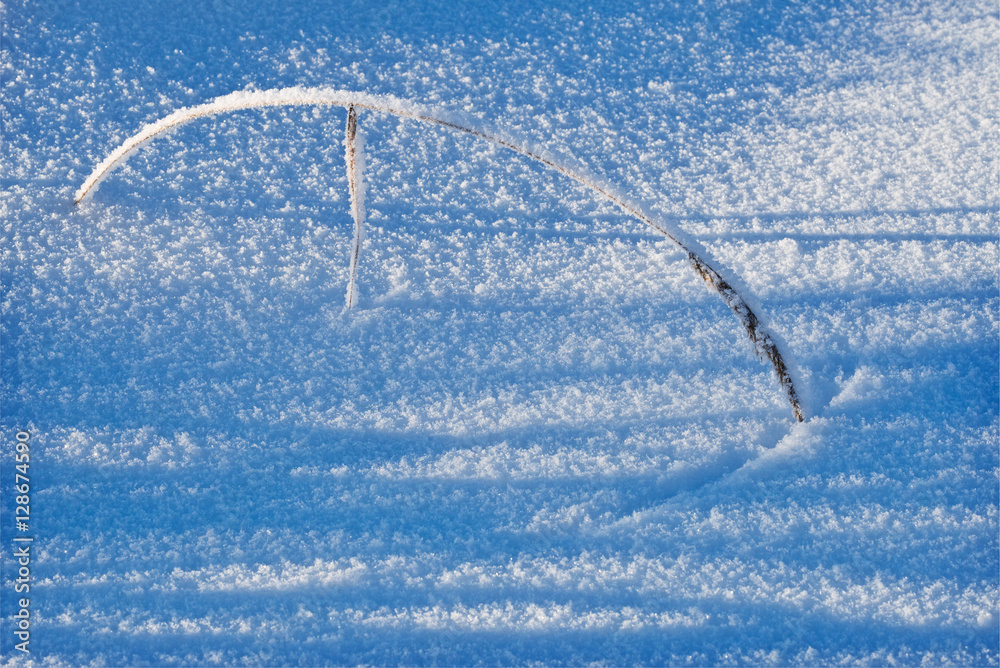 Dry blade in hoarfrost draws on snow line under influence of win