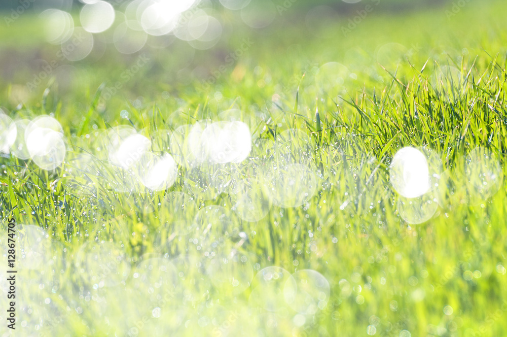 Sparkling background with a grass in dew drops. Patches of light