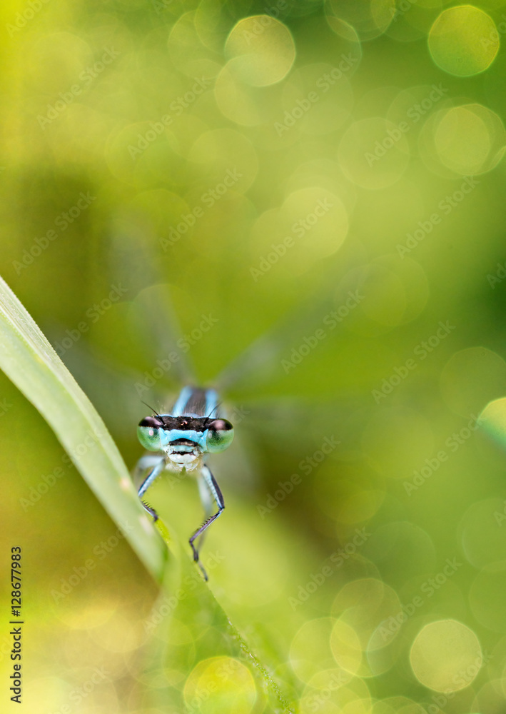 Dragonfly on blurred background with lens flare.