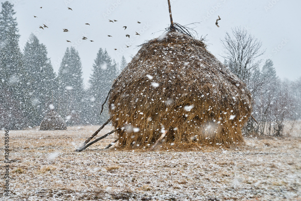 田园风光，田野和草垛穿过雪花