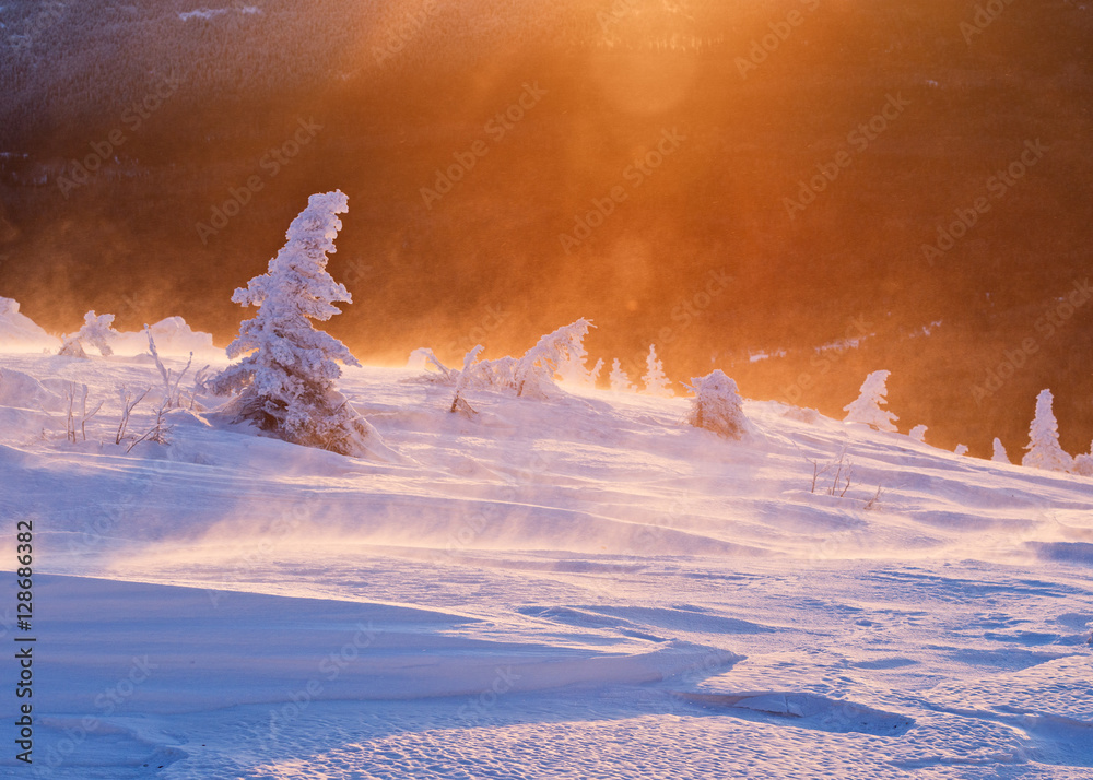 Blizzard at sunrise on high plateau.