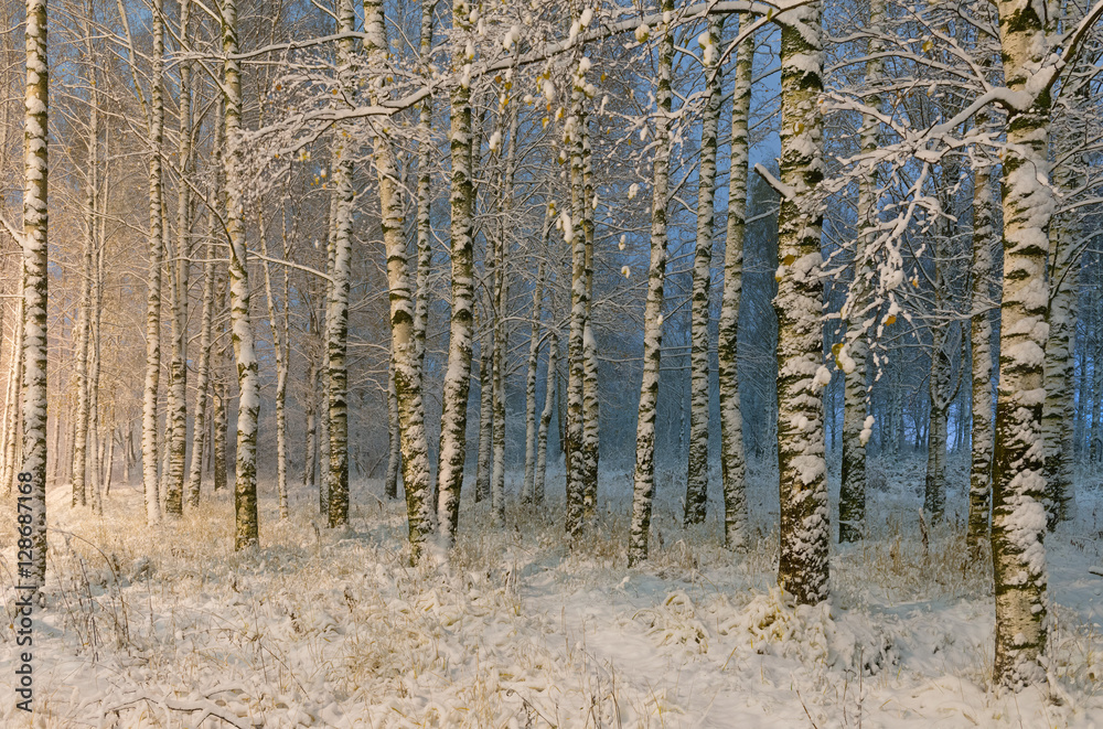 黄昏时分，白桦林迎来了第一场雪。