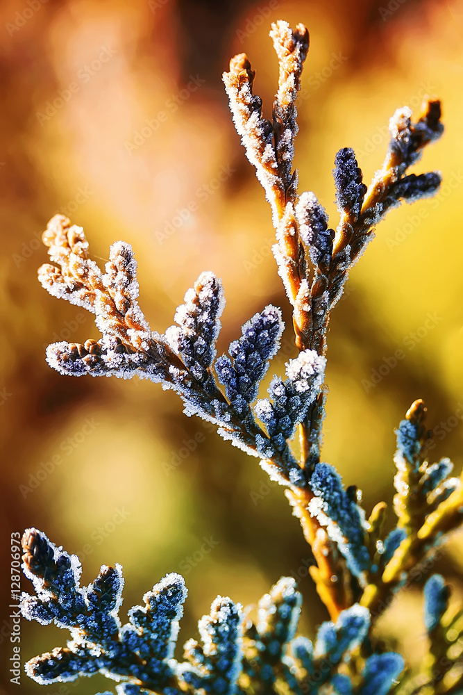 明亮的圣诞绿色树枝上覆盖着白色蓬松的雪