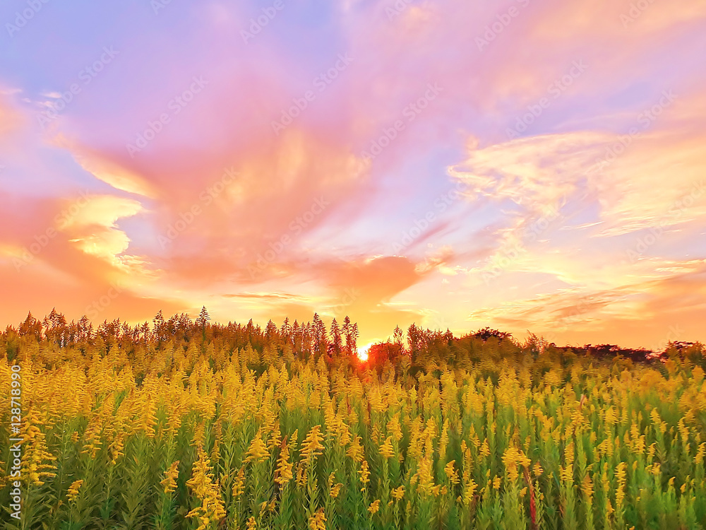 背高泡立草のある夕景