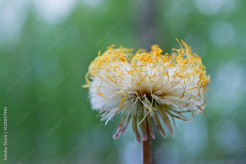 褪色的毛茛花，头蓬松。