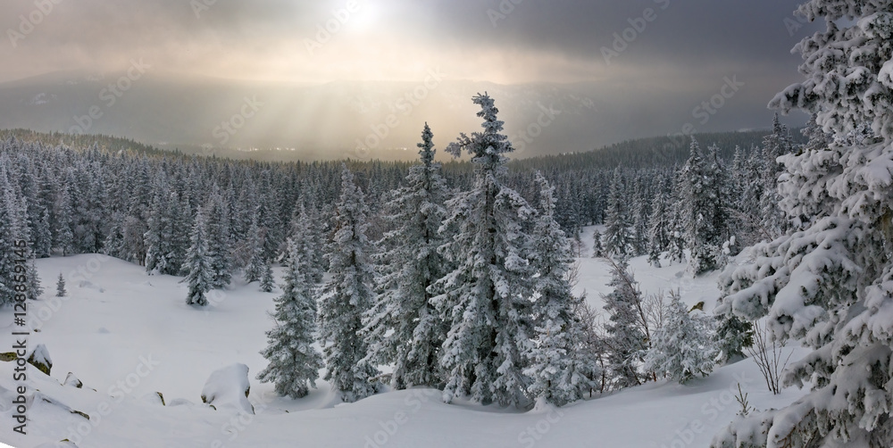 冰雪覆盖的悬崖和松树覆盖的冬季山脉全景