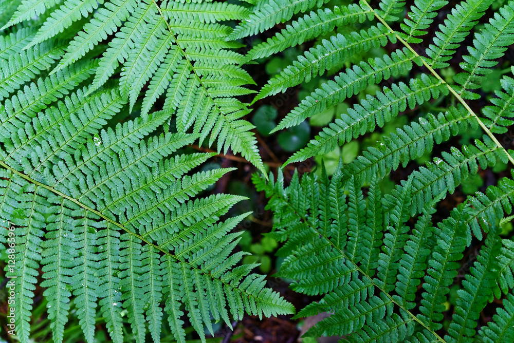 森林蕨类植物湿叶特写。