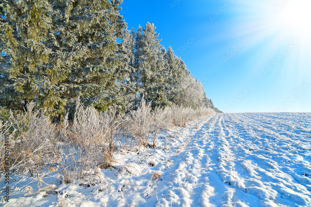 冬季自然背景。白霜和积雪中的冷杉树