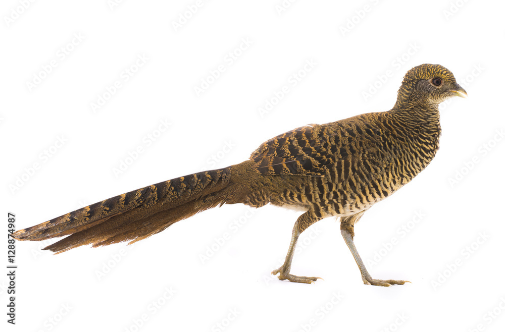 pheasant female gold