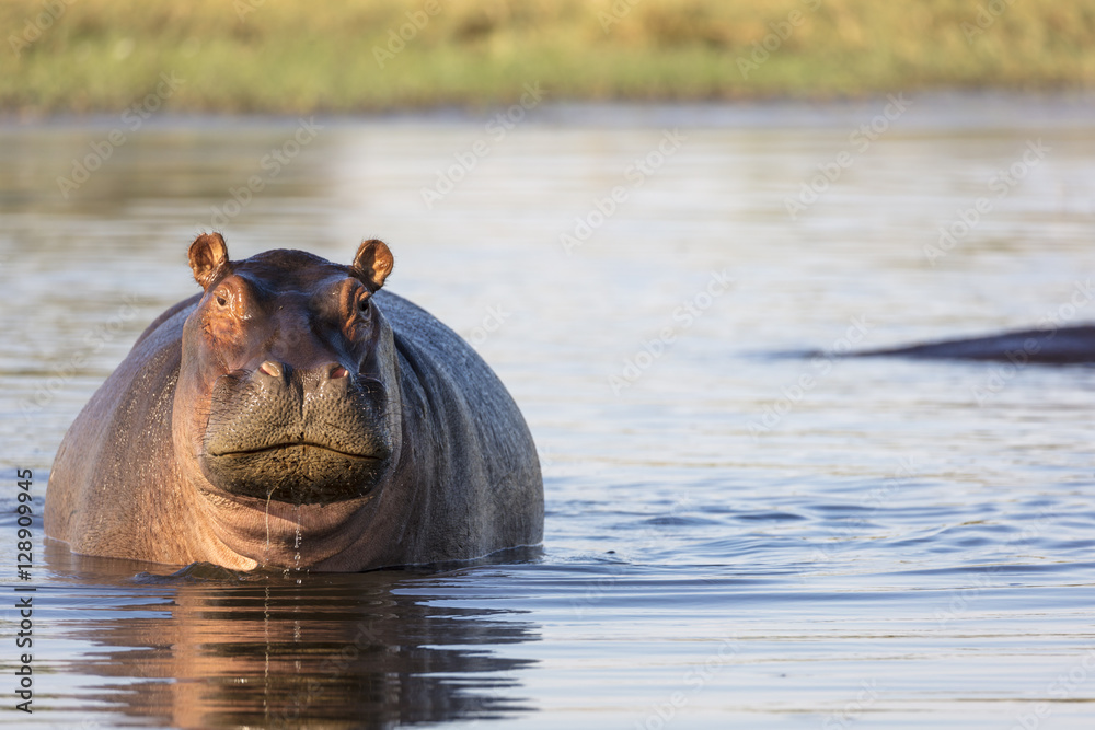 表现出攻击性的普通河马或河马（hippopotamus amphibius）。博茨瓦纳奥卡万戈三角洲