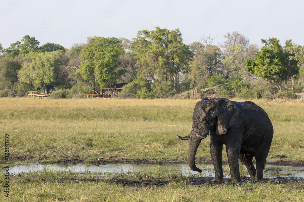 非洲丛林象（Loxodonta africana）泥浴。奥卡万戈三角洲。博茨瓦纳