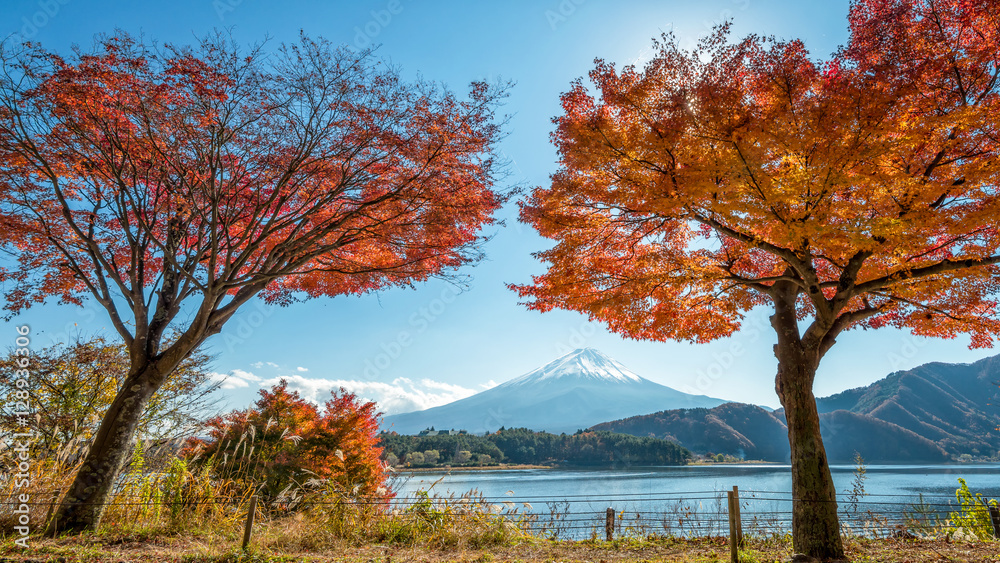 日本河口湖的富士山上有美丽的枫叶和树木