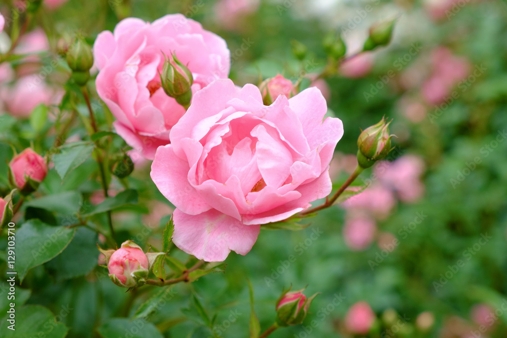 Pink rose bush