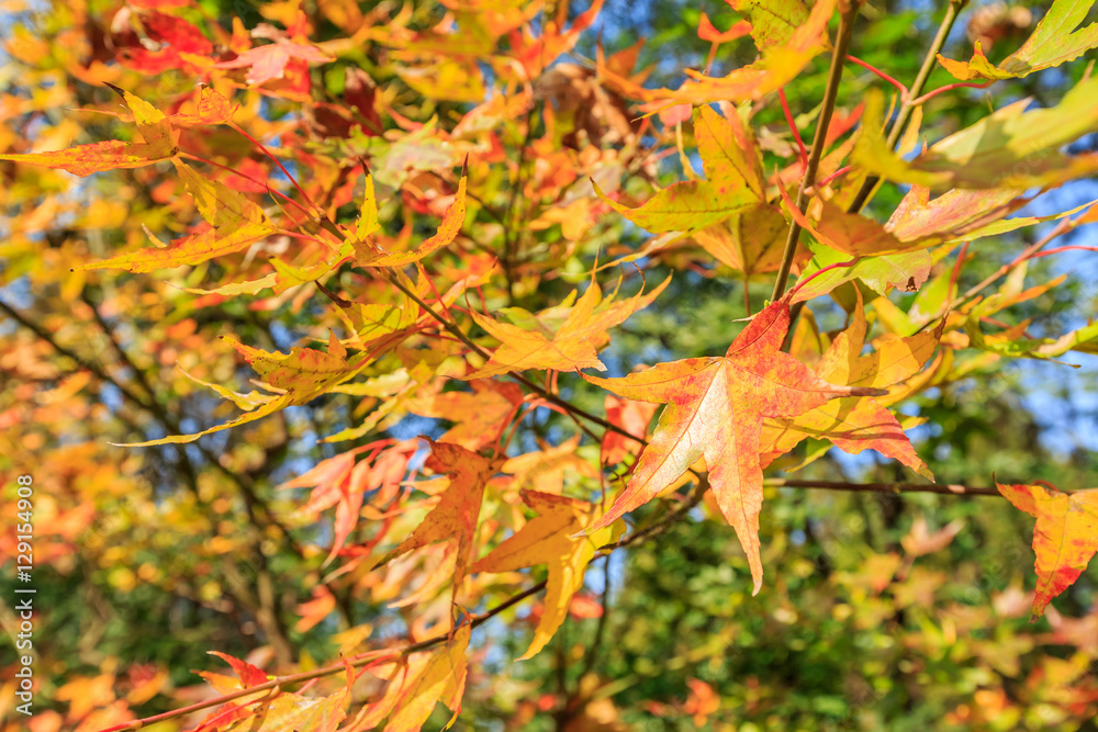 Beautiful Colorful Autumn maple Leaves