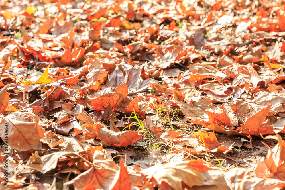 Plane tree leaves on the ground in autumn