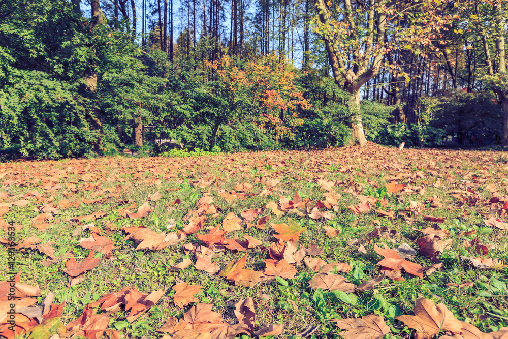 Plane tree leaves on the ground in autumn