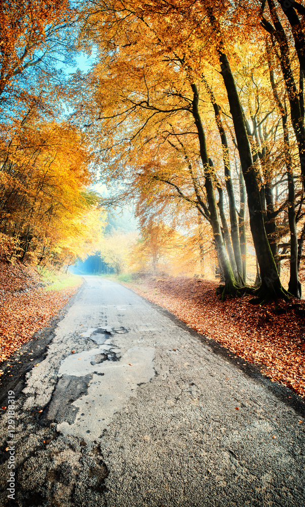 橙色乡村道路的秋季景观