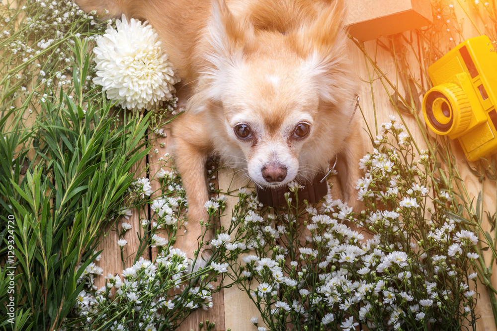 cute chihuahua brown dog sitting relax with flower camera and be